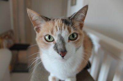 photo of a cat perched on a railing