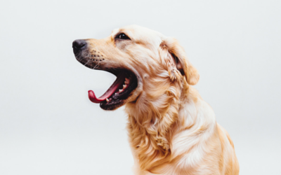 Golden Retriever yawning