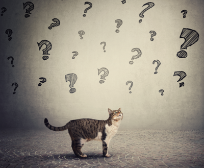 grey and white cat with backdrop of question marks