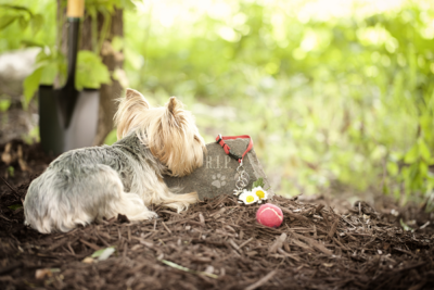 Small dog grieving the loss of its canine companion