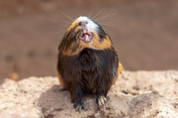 guinea pig showing its teeth